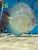 18 Top Quality Discus