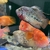 Female Kamfa F1 Flowerhorn, proven egg layer