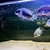 3 x Uraus Chiclids.2 x Large and 1 XL