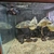 Wild oscars and Tinfoil barb