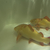 Platinum Red Tail Catfish Plat RTC Collection Only - Pair Available