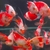 Very rare, Albino gars, albino/albino marble TSN, Fogo bass, red Phonix barbs