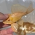Very rare, Albino gars, albino/albino marble TSN, Fogo bass, red Phonix barbs