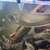 arowana For sale around 20”