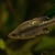 Butterfly Splitfin Ameca splendens Adults Cardiff