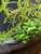 Juwel Rio 180l Tropical Aquarium - With Plants And Fish