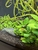 Juwel Rio 180l Tropical Aquarium - With Plants And Fish