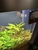 Juwel Rio 180l Tropical Aquarium - With Plants And Fish