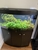 Juwel Rio 180l Tropical Aquarium - With Plants And Fish