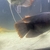 Giant red gourami