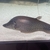 Two Royal knife fish