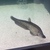 Two Royal knife fish