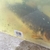 2 x Koi for rehoming, free to a good home - Blackburn, Lancashire