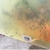 2 x Koi for rehoming, free to a good home - Blackburn, Lancashire