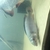 Pike cichlid free Bradford