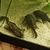 Breeding Trio of 3 Brown Bristlenose Plecos. WREXHAM