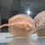 Leucistic key stingray pups UK bred £600