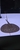 Motoro Stingrays approx 8 inch