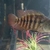 Pair of red terror festae