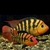 Pair of red terror festae