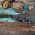 armoured sea catfish, Hemiarius stormii for sale ,£300 or swap