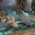 armoured sea catfish, Hemiarius stormii for sale ,£300 or swap