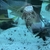 2 x Hoplo catfish