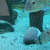 6x keyhole cichlids