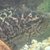 6 inch breeding pair of Jaguar cichlids