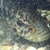 6 inch breeding pair of Jaguar cichlids