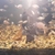 FRY ONLY.........Polar blue cichlids