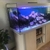 Aqua one 5 ft aquarium with corals