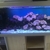 Aqua one 5 ft aquarium with corals