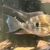 Cichlids & Barbs for sale