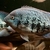 Cichlids & Barbs for sale
