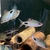 Cichlids & Barbs for sale