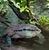 American Cichlids