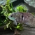 American Cichlids