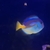 Blue Regal Tang - £25