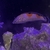 Clown Coris Wrasse - £20